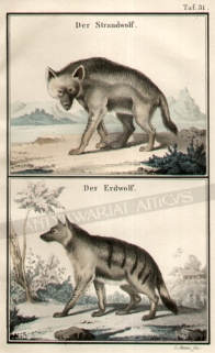 [rycina, 1857] Der Strandwolf [hiena grzywiasta]Der Erdwolf [hiena brunatna]