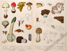 [rycina, 1887] Agaricus [gatunki grzybów]