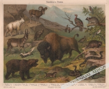 [rycina, 1908] Nearktische Fauna [fauna rejonów subarktycznych]