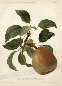 [rycina, 1894] Weisse Herbstbutterbirne [odmiana gruszek]