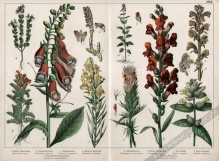[rycina, 1887] Digitalis purpurea [Naparstnica purpurowa (i inne rośliny)]