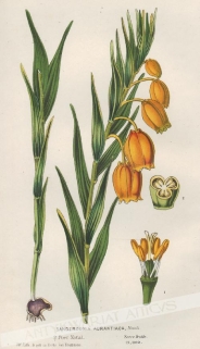 [rycina, ok. 1853] Sandersonia Aurantiaca [sandersonia pomarańczowa]