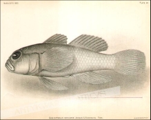 [rycina, 1903] Gobiopterus Farcimen Jordan & Evermann. Type.