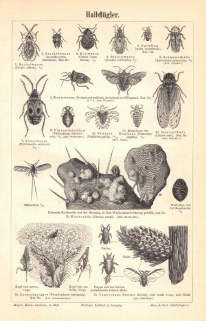 [rycina, 1897] Halbfluger [pluskwiaki]