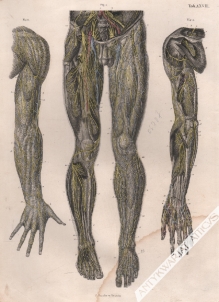 [rycina, 1871] Die Nerven an der Ruckenflache des Armes und an der vordern Flache des Beines