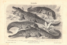 [rycina, 1905] Krokodile  [krokodyle]