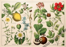 [rycina, 1887] Citrus Limonum [Cytryna zwyczajna (i inne rośliny)]