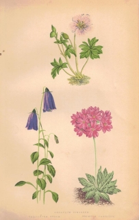 [rycina, 1873] Geranium Cinereum (Bodziszek popielaty) Campanula Pulla (Dzwonek ciemniejący) Primula Farinosa (Pierwiosnek omączony)