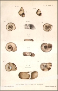 [rycina, 1883] Socotran Freshwater Shells  [muszle]