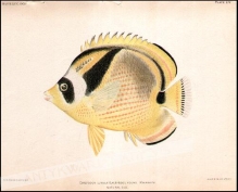 [rycina, 1905]. Chaetodon Lunula (Lacepede); Young. Kikakapu. Natural size.