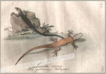 [rycina, 1821] Lacerta crocea. Die gelbbauchige Waldeydexe [Jaszczurka żyworodna, żyworódka (Zootoca vivipara)]