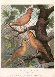 [rycina, ok. 1880] Cinnamon Canaries Norwich type [kanarki]1. Yellow (Ordinary Fed)2. Yellow (Cayenne Fed)3. Buff (Cayenne Fed)