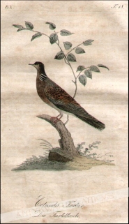 [rycina, 1821] Columba Turtur. Die Turteltaube [Turkawka]