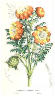 [rycina, ok.1880] Blumenbachia Chiquitensis