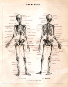 [rycina, 1897] Skelett des Menschen [szkielet człowieka]
