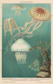 [rycina, 1895] Quallen.  [meduzy]