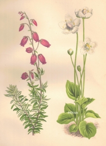 [rycina, 1873] Menziesia Polifolia [dabecja kantabryjska], Parnassia Palustris [Dziewięciornik błotny]