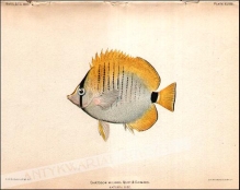 [rycina, 1905] Chaetodon Quadrimatulatus Gray. Natural size.