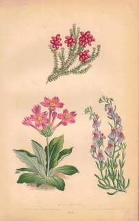 [rycina, 1873] Erica Mackayi, Primula Longiflora (Pierwiosnek) Linaria Alpina (Lnica alpejska)
