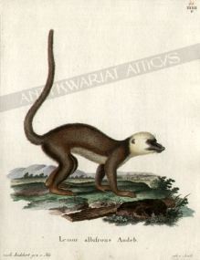 [rycina] Lemur Albifrons Audeb.[Eulemur fulvus albifrons][Białoczelny lemur brązowy]