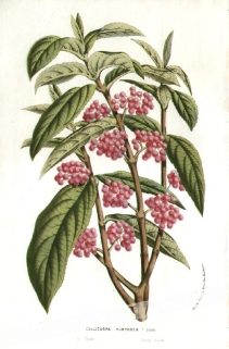 [rycina, 1858] Callicarpa Purpurea  [PIĘKNOTKA BODINIERA]