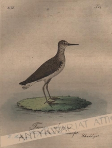 [rycina, 1821] Tringa ochropus. Der punktirte Strandlaufer[Samotnik, brodziec samotny, stalugwa]