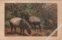 [rycina, ok. 1904] Schabrackentapir (Tapirus indicus) [Tapir malajski]