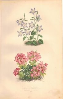 [rycina, 1873] Campanula Garganica [Dzwonek gargański] Daphne Cneorum [Wawrzynek główkowy]