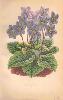 [rycina, 1873] Ramondia Pyrenaica (Knotnica pirenejska)