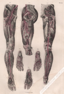 [rycina, 1871] Die Pulsadern des Beckens und Beines [tętnice miednicy i nóg]