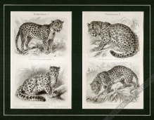 [rycina, 1906] Pantherkatzen I, Pantherkatzen II  [dzikie koty]