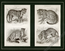 [rycina, 1906] Pantherkatzen I, Pantherkatzen II  [dzikie koty]
