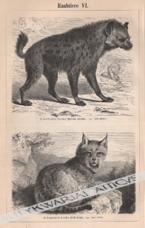 [rycina, 1897] Raubtiere VI.1. Gefleckte Hyane (Hyaena crocuta) [Hiena cętkowana, hiena plamista]2. Gemeiner Luchs (Felix Lynx) [Ryś]