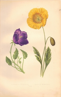 [rycina, 1873] Campanula Turbinata [Dzwonek] Papaver Nudicaule [Mak nagołodygowy]