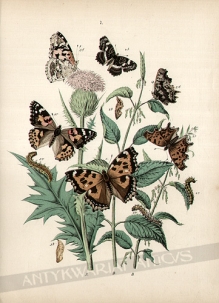 [rycina, 1882] [motyle, rodzina rusałkowate] (Nympalidae)]