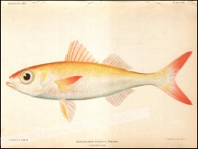 [rycina, 1905]. Erythrichthys Schlegeli Gunther. Natural Size