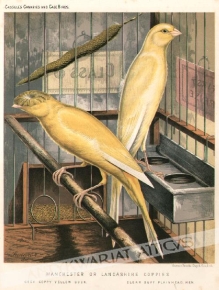 [rycina, ok. 1880] Manchester or Lancashire Coppies  1. Grey Coppy Yellow Cock2. Clear Buff Plainhead Hen  [kanarki]