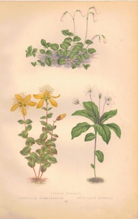 [rycina, 1873] Linnaea Borealis (Zimoziół północny), Hypericum Nummularium (Posłonek), Trientalis Europaea (Siódmaczek leśny)