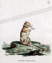 [rycina, ok. 1775] Dydelphys brachyuros Peun [Dydelf]