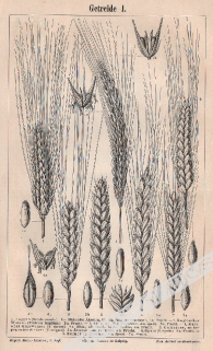 [rycina, ok. 1895] Getreide I.-III. [Zboża]