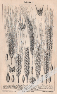 [3 ryciny, ok. 1895] Getreide I.-III. [Zboża]