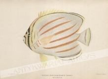[rycina, 1905] Chaetodon Ornatissimus Solander. Kikakapu.