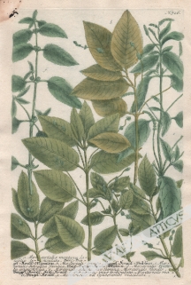 [rycina, 1737-1745] [Sosna, Dąb, Bawełna] a. Mercurialis montana...