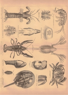 [rycina, ok. 1875] Krebsthiere.