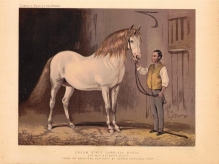 [rycina, ok. 1890] Cream State Carriage Horse