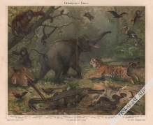 [rycina, 1897] Orientalische Fauna [zwierzęta orientu]