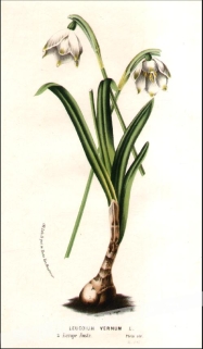 [rycina, ok.1880] Leucoium Vernum [Śnieżyca wiosenna]