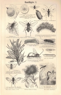 [rycina, ok. 1897] Hautflugler I-II. [błonkoskrzydłe]