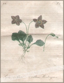 [rycina, 1821] Pyrola uniflora. Einblum Wintergrun [Gruszycznik jednokwiatowy]