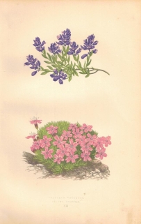 [rycina, 1873] Polygala Calcarea (Krzyżownica) Silene Acaulis (Lepnica bezłodygowa, "kwitnący mech")